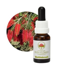 Bottlebrush, 15 ml